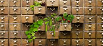 Plants fall out of opened library card catalog drawers.  Image represents library's Seed Library.